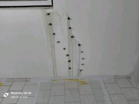 Weiß gestrichene Kellerwand mit hellgrauem Fliesenboden; beidseitig einer senkrechten Risszone sitzen zwei parallele Reihen dunkler Injektionspacker, aus denen dünne Harzbahnen herablaufen, gelber Harzaustritt auf dem Boden markiert die Abdichtung.